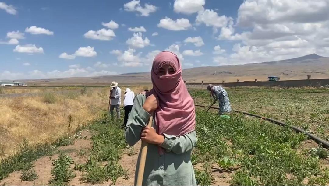 Kadın çiftçilerin gücü: Sıcak dinlemeden, tarlalarda yaz mesaisi başladı! Şeker pancarı tarlalarında kadının büyük emeği... 3