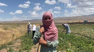 Kadın çiftçilerin gücü: Sıcak dinlemeden, tarlalarda yaz mesaisi başladı! Şeker pancarı tarlalarında kadının büyük emeği...