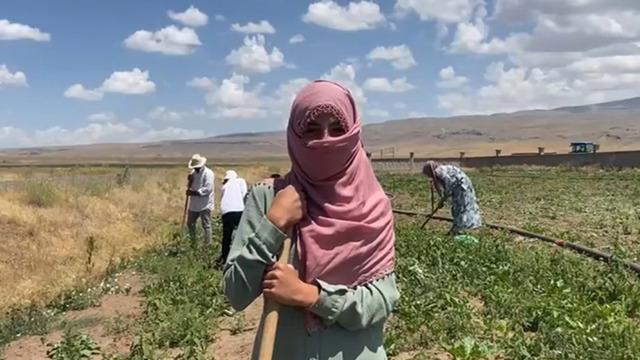 Kadın çiftçilerin gücü: Sıcak dinlemeden, tarlalarda yaz mesaisi başladı! Şeker pancarı tarlalarında kadının büyük emeği...