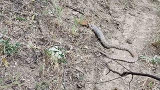 Koca engerek, sincabı yuttu