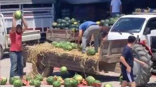 Karpuzları yere atıp parçalamışlardı: Çiftçilere rekor ceza gündemde: 34 milyon 400 bin TL!