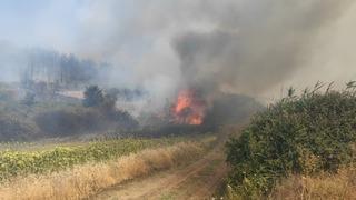 Tekirdağ'da orman yangını
