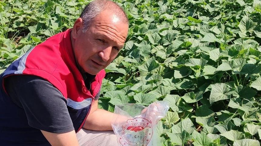 Hasat öncesi salatalık pestisit kontrolü yapıldı