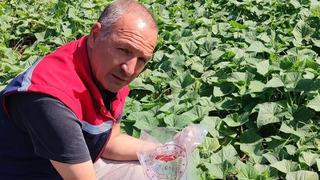 Hasat öncesi salatalık pestisit kontrolü yapıldı