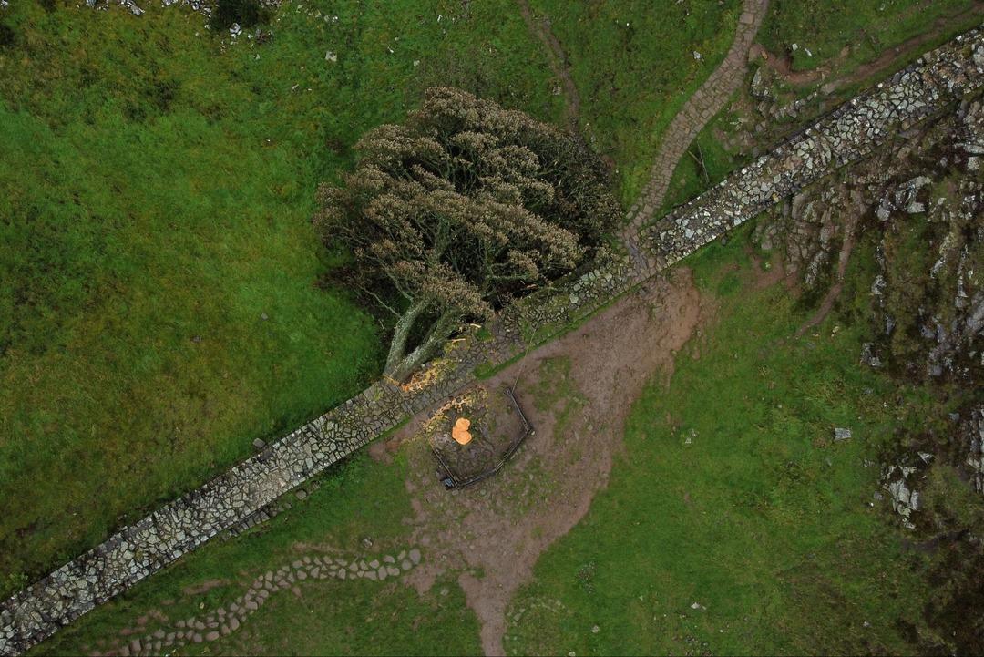  200 yıllık tarihi silmişlerdi!   Sycamore Gap  davasında karar çıktı 1