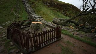  200 yıllık tarihi silmişlerdi!  'Sycamore Gap' davasında karar çıktı