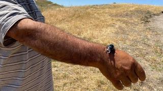 Nesli tükenme tehlikesi altında! Öldürmenin cezası 557 bin TL! 