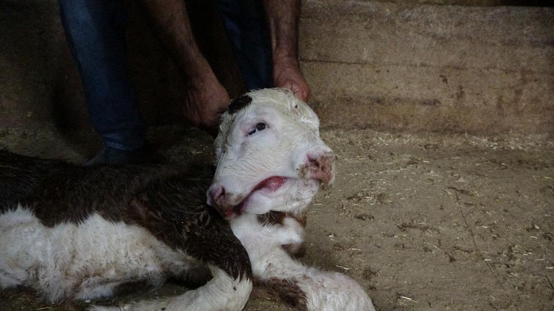 Milyonda bir ihtimal gerçekleşti! Yetkililere haber verdiler! Mahalleliyi şoka soktu 1