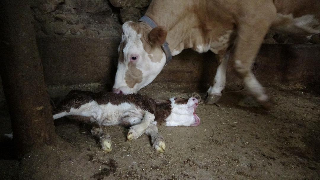 Milyonda bir ihtimal gerçekleşti! Yetkililere haber verdiler! Mahalleliyi şoka soktu 2