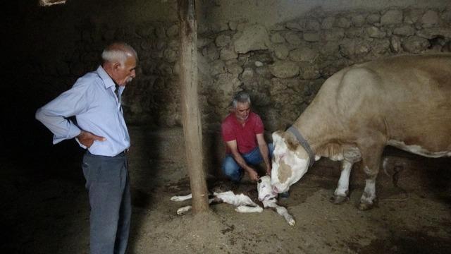 Milyonda bir ihtimal gerçekleşti! Göreni şoka soktu! Yetkililer devreye girdi...