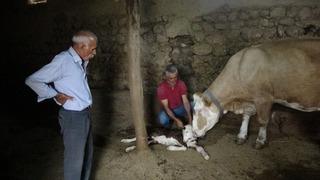 Milyonda bir ihtimal gerçekleşti! Yetkililere haber verdiler! Mahalleliyi şoka soktu