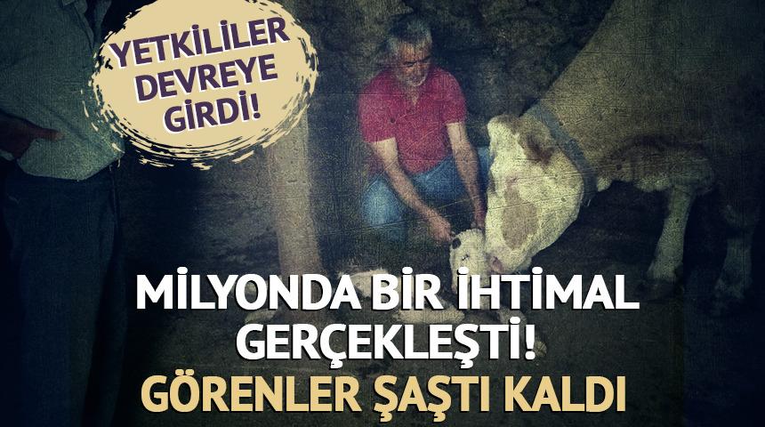 Milyonda bir ihtimal gerçekleşti! Göreni şoka soktu! Yetkililer devreye girdi...