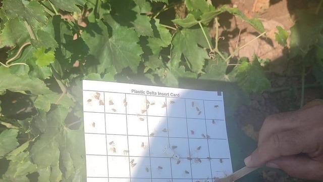 Salihli’de bağcılara salkım güvesi ve unlu bit uyarısı