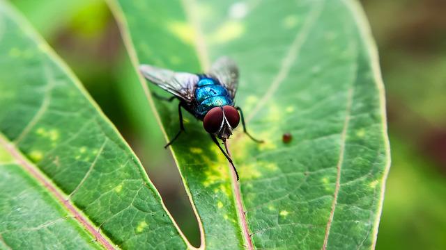 Sinekler neden elleriyle sürekli kendilerini temizler?
