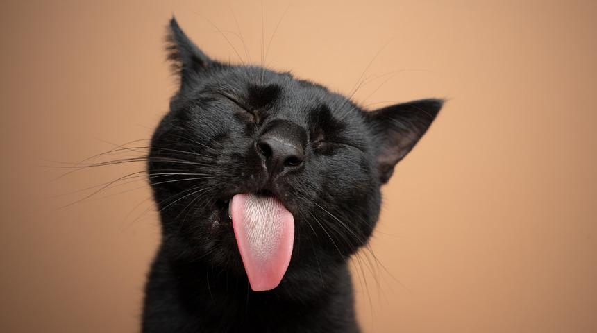 Kedilerin dilleri neden pürüzlüdür?