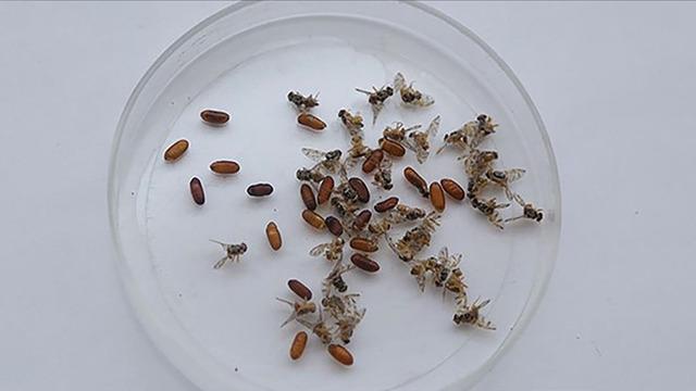 Kabus devam ediyor... Çimler ve boş araziler adeta mayın tarlasına döndü! 