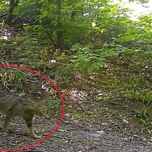 Nesli tükenme tehlikesi altındaydı: Evcil kedilerin atası, yaban kedisi fotokapanla görüntülendi...