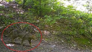 Nesli tükenme tehlikesi altındaydı: Evcil kedilerin atası, yaban kedisi fotokapanla görüntülendi...