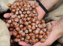 Ordu'da fındıkta işçi yevmiyesi ve diğer ücretler belli oldu