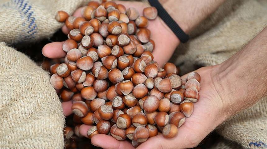 Ordu'da fındıkta işçi yevmiyesi ve diğer ücretler belli oldu