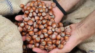 Ordu'da fındıkta işçi yevmiyesi ve diğer ücretler belli oldu