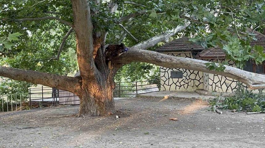 Piknik alanında ağacın dalı vatandaşların üzerine devrildi: 11 yaralı