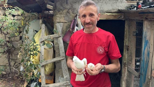 Tavuk yumurtasının üzerine kuluçkaya yatan güvercin, çıkan civcivi sahiplendi