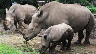 24 milyon yıllık fosilden çıkarıldı! Araştırmacılar bile şaştı kaldı! İnanılmaz keşif...