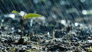 Yağmur sonrası toprak neden güzel kokar? Sebebi nedir?