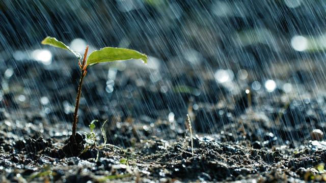 Yağmur sonrası toprak neden güzel kokar? Sebebi nedir?