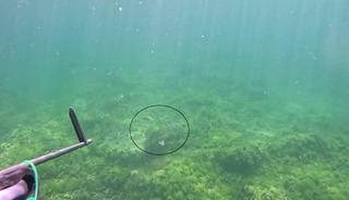  Marmara Denizi’nde bir ilk: Caretta caretta görüntülendi
