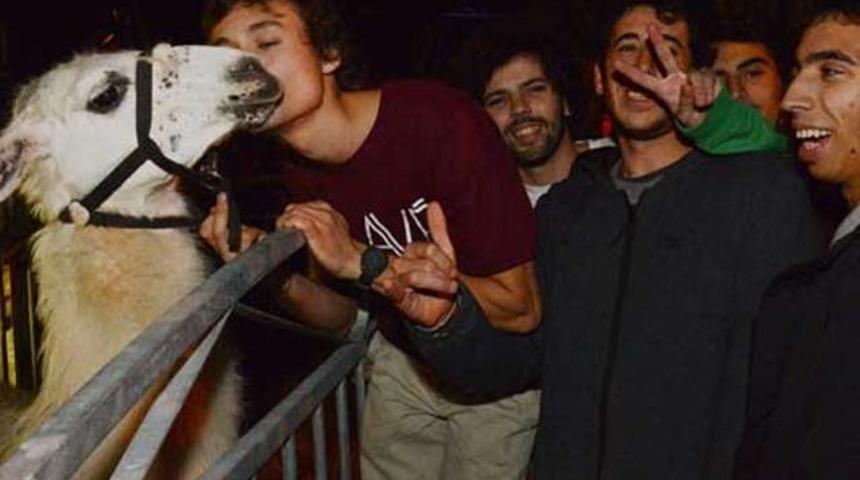 Bordeaux trib&uuml;nlerinde &uuml;nl&uuml; lama!