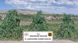 Erzurum’da 401 bin 676  kök kenevir imha edildi