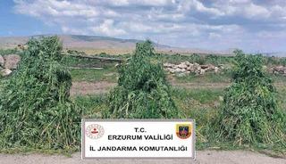 Erzurum’da 401 bin 676  kök kenevir imha edildi