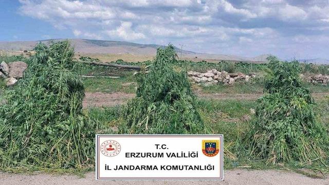 Erzurum’da 401 bin 676  kök kenevir imha edildi