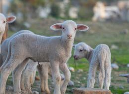 TİGEM 2 bin kuzu satacak