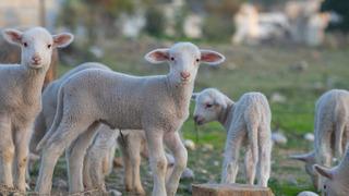 TİGEM 2 bin kuzu satacak