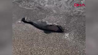 Tekirdağ'da kıyıya ölü yunus vurdu