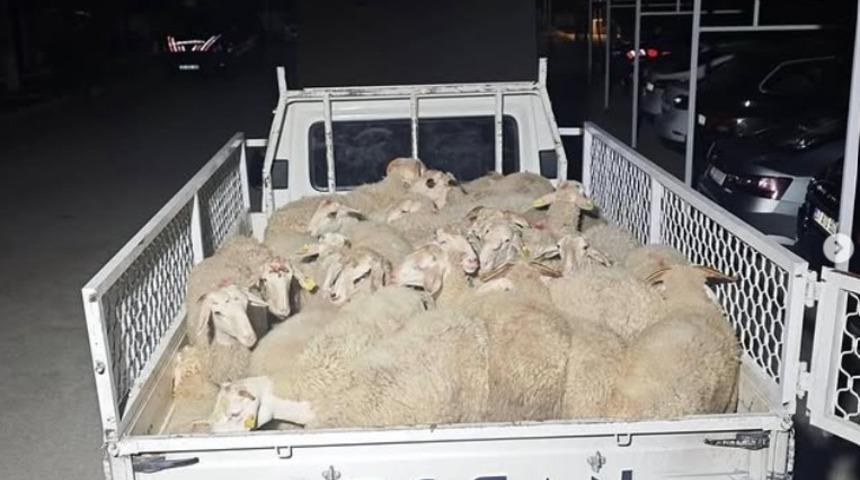 Hayvan pazarlığı hırsızlığa dönüştü, şahıslar kaçamadan yakalandı