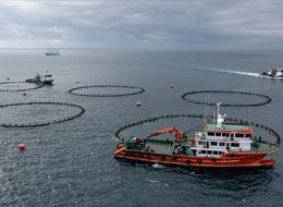 Türkiye'den yılın ilk yarısında 973 milyon 820 bin dolarlık su ürünleri ihraç edildi