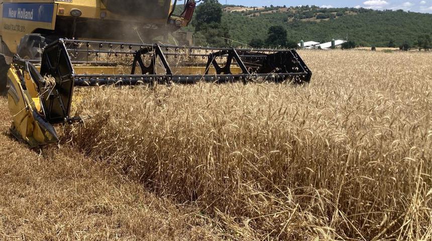 Kavak'ta ekin hasadı başladı