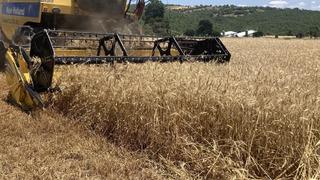 Kavak'ta ekin hasadı başladı