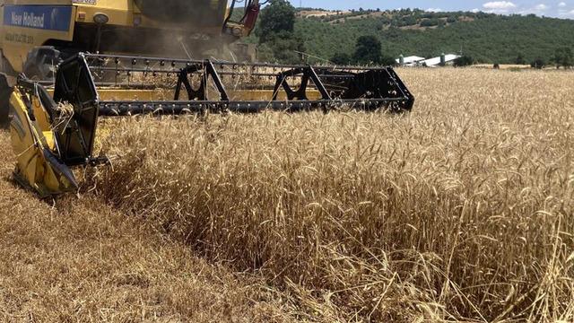 Kavak'ta ekin hasadı başladı