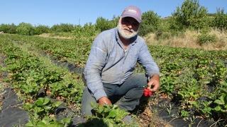 Malatya'da çilek hasadı yüzleri güldürüyor