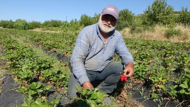 Malatya'da çilek hasadı yüzleri güldürüyor