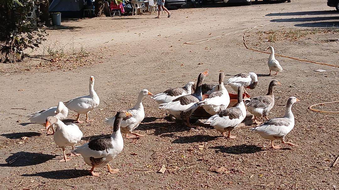  Şartlı tahliyeyle  salındılar! Cezai işlemle kümese kapatılmışlardı... 2