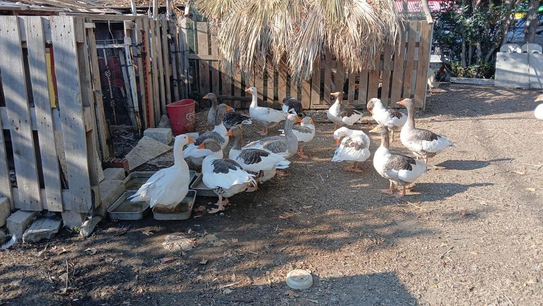  Şartlı tahliyeyle  salındılar! Cezai işlemle kümese kapatılmışlardı... 1