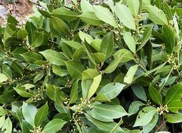 Köylülere 27,5 milyon TL gelir! Toplayıp ekonomiye kazandırıyorlar