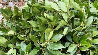 Köylülere 27,5 milyon TL gelir! Toplayıp ekonomiye kazandırıyorlar