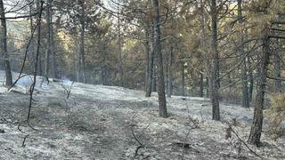 Uşak’taki orman yangını kontrol altında